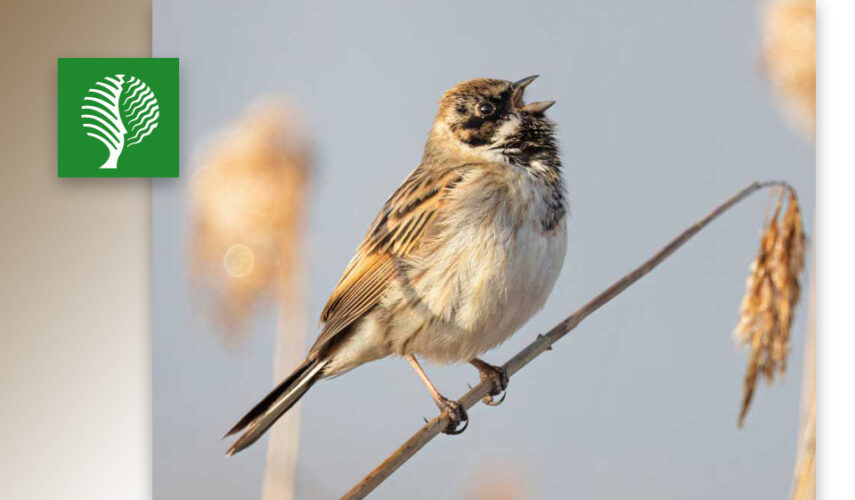 Vogels spotten in de Engbertsdijksvenen