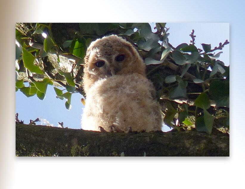 De foto’s van Harry pakken ons