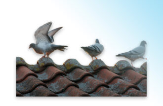 Nieuws van de Othmarvliegers