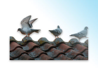 Nieuws van de Othmarvliegers