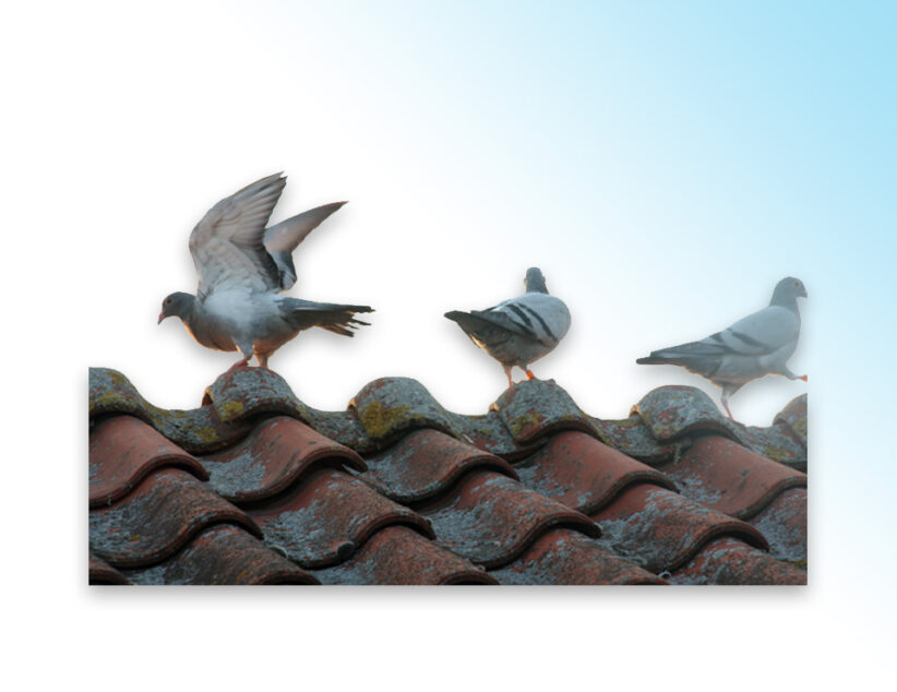 Nieuws van de Othmarvliegers