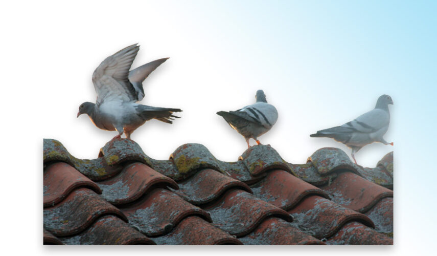 Nieuws van de Othmarvliegers