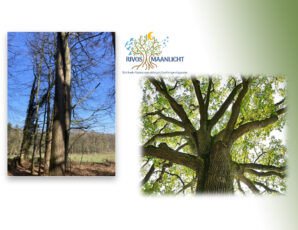 WORKSHOP: DE KRACHT VAN BOMEN