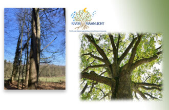 WORKSHOP:  DE KRACHT VAN BOMEN