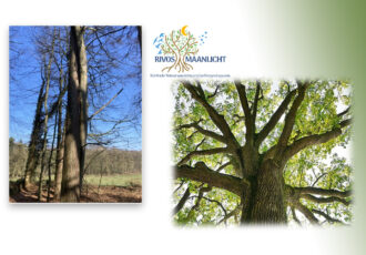 WORKSHOP:  DE KRACHT VAN BOMEN