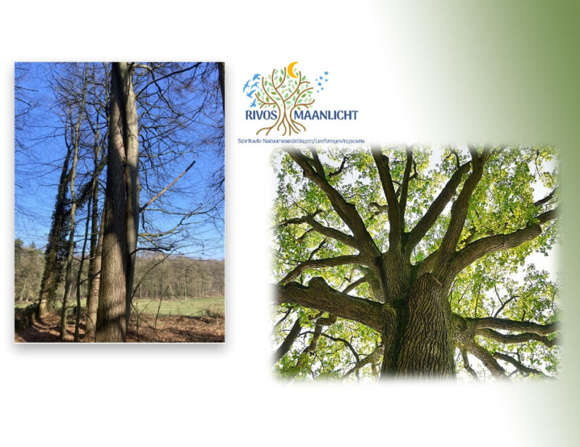 WORKSHOP:  DE KRACHT VAN BOMEN