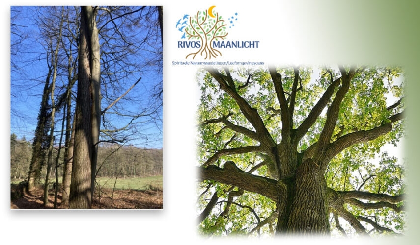 WORKSHOP:  DE KRACHT VAN BOMEN