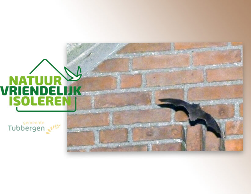 Ecologisch buurtonderzoek naar vleermuizen en vogels