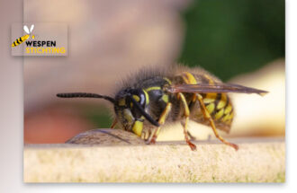 “Horror-persberichten vol onjuistheden over bestuivers”