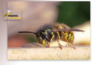 “Horror-persberichten vol onjuistheden over bestuivers”