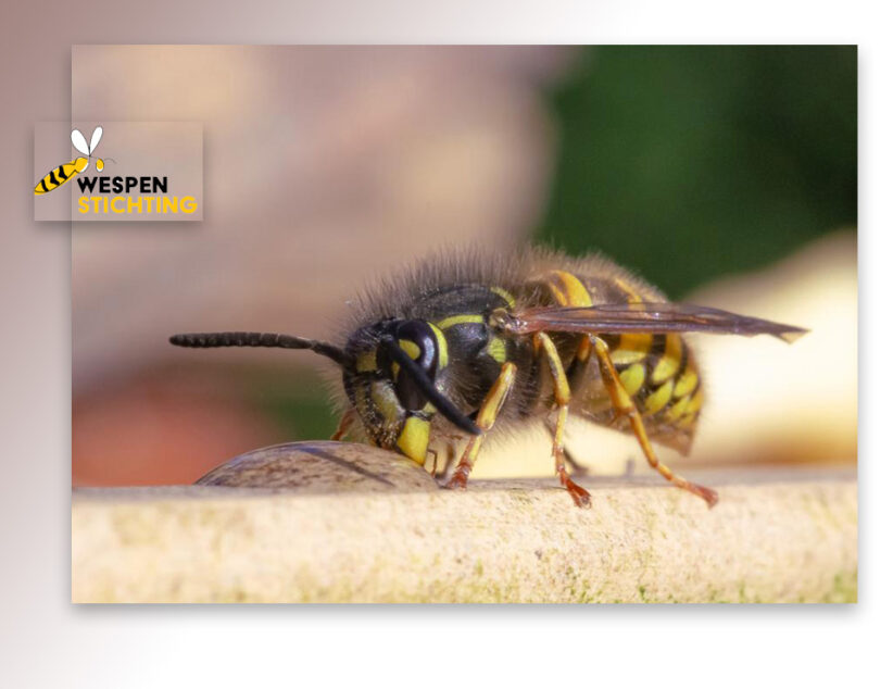 “Horror-persberichten vol onjuistheden over bestuivers”