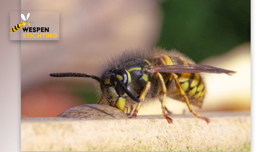 “Horror-persberichten vol onjuistheden over bestuivers”