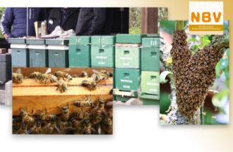 🐝 Het gonst van bedrijvigheid — zwermtijd in Ootmarsum!