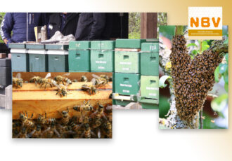🐝 Het gonst van bedrijvigheid — zwermtijd in Ootmarsum!
