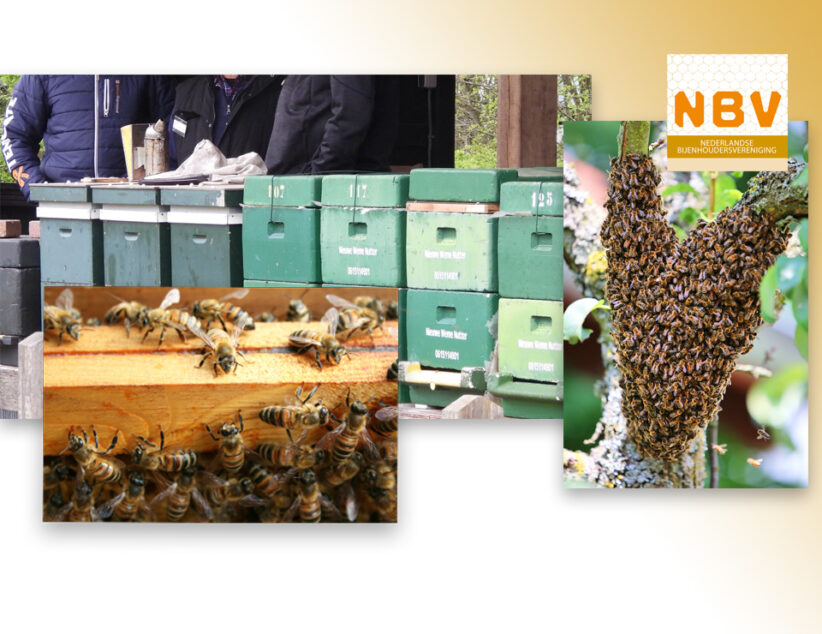 🐝 Het gonst van bedrijvigheid — zwermtijd in Ootmarsum!