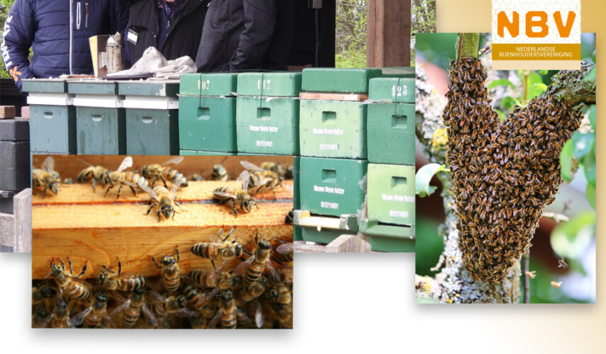 🐝 Het gonst van bedrijvigheid — zwermtijd in Ootmarsum!