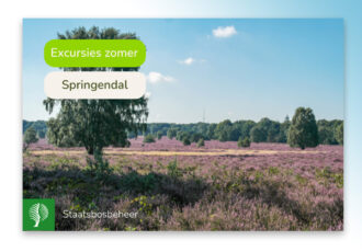 Zomerexcursies Staatsbosbeheer in het Springendal