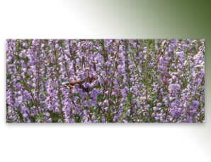 Relax en tel flex: vlinders op de heide
