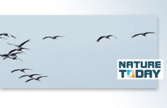 Kraanvogels in aantocht