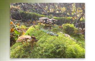 Paddenstoelen in het Springendal