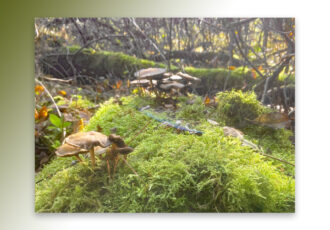 Paddenstoelen in het Springendal