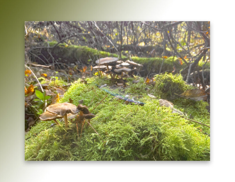 Paddenstoelen in het Springendal