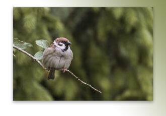 Landelijke Dag van Sovon op zaterdag 28 november